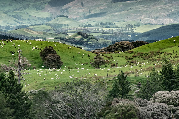 Neuseeland